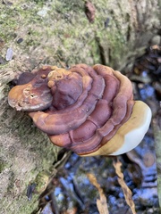 Ganoderma zonatum