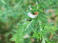 Calomicrus circumfusus