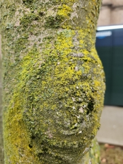 Chrysothrix candelaris