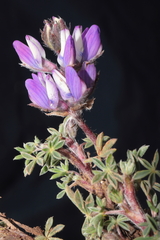 Lupinus prostratus