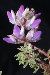Lupinus prostratus