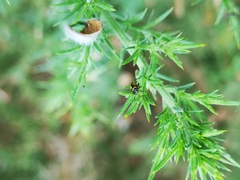 Calomicrus circumfusus