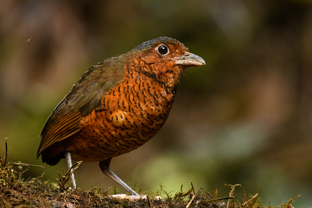 Giant Antpitta