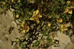 Larrea divaricata