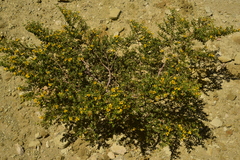 Larrea divaricata