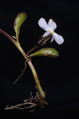 Lobelia nana