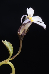 Lobelia nana