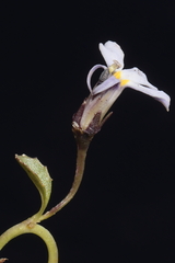 Lobelia nana