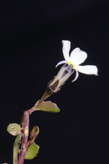Lobelia nana