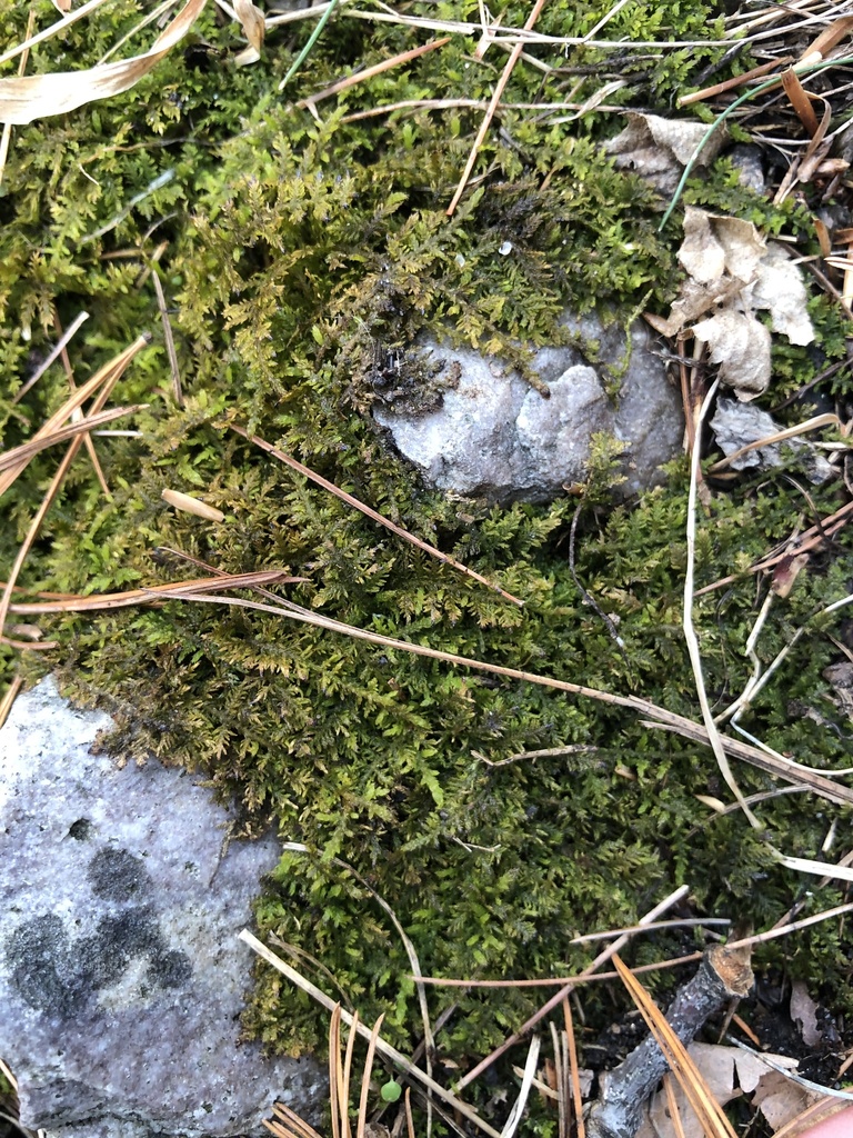 fern mosses in January 2023 by Aidan Flinn · iNaturalist