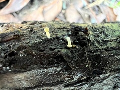 Mycena acicula