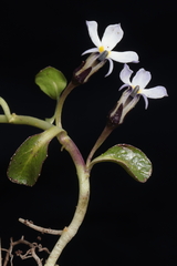 Lobelia nana