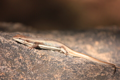 Trachylepis damarana