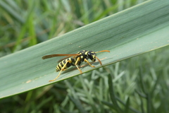 Polistes bischoffi
