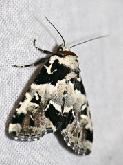 Leucotrachea melanobasis