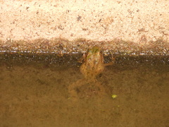 Pelophylax perezi