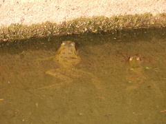 Pelophylax perezi