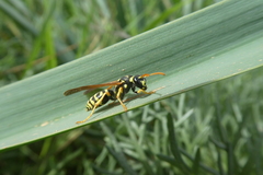 Polistes bischoffi