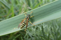 Polistes bischoffi