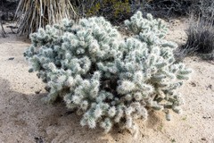 Cylindropuntia chuckwallensis