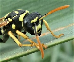 Polistes bischoffi
