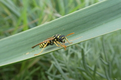 Polistes bischoffi
