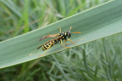 Polistes bischoffi
