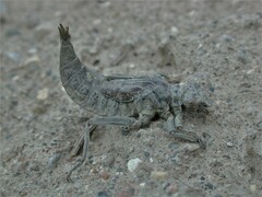 Dromogomphus spoliatus