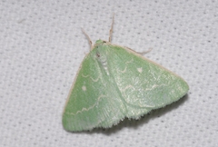 Thetidia smaragdaria