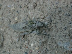 Dromogomphus spoliatus