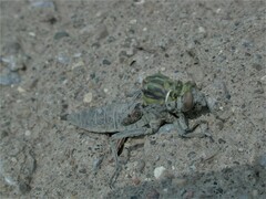 Dromogomphus spoliatus