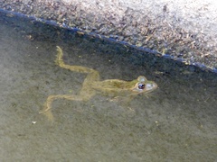 Pelophylax perezi