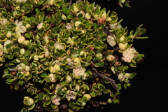 Muehlenbeckia volcanica