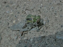 Dromogomphus spoliatus