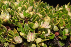Muehlenbeckia volcanica