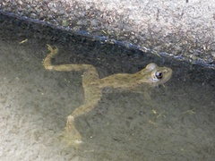 Pelophylax perezi