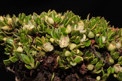 Muehlenbeckia volcanica