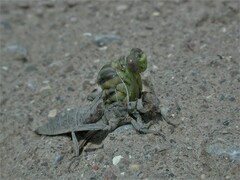 Dromogomphus spoliatus