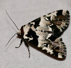 Leucotrachea melanobasis