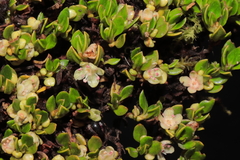 Muehlenbeckia volcanica