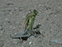 Dromogomphus spoliatus