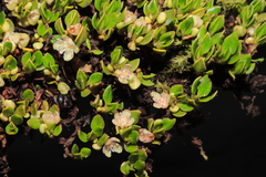 Muehlenbeckia volcanica
