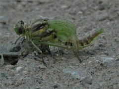 Dromogomphus spoliatus