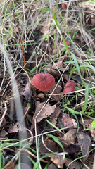 Marasmius plicatulus
