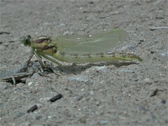 Dromogomphus spoliatus