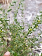 Lappula occidentalis