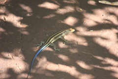 Trachylepis margaritifera