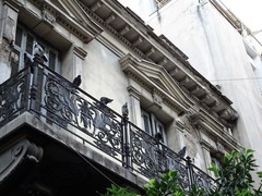 Columba livia domestica