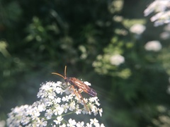 Tenthredo campestris