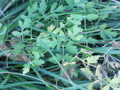 Peucedanum oreoselinum